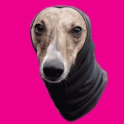 Dog Meme Cool Shades GIF