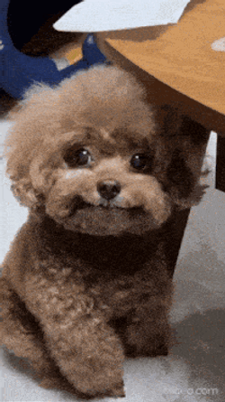 Dog Meme Dog Stare GIF