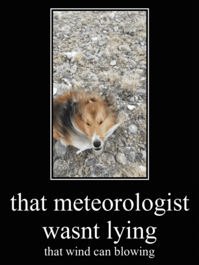 Dog Meteorologist Wind Blowing GIF