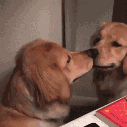 Dog Mirror GIF
