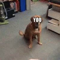Dog Missing Joke Over Head Meme GIF