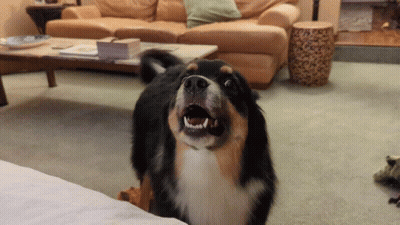 Dog Mouth Open Showing Teeth In Living Room GIF