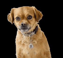 Dog Mushu Licks GIF