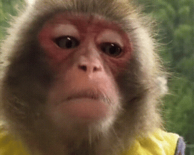 Dog My Sincerest Reaction GIF