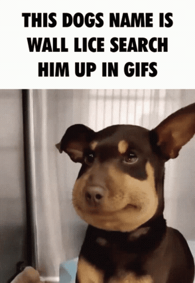 Dog Named Wall Lice Search Him Up In GIFs GIF