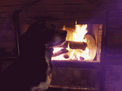 Dog Near Fireplace