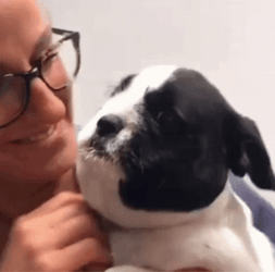 Dog Neck Bee Sting GIF