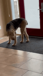 Dog Never Ending Finding Lay Position GIF