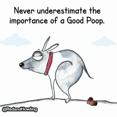 Dog Never Underestimate Importance Of Good Poop GIF