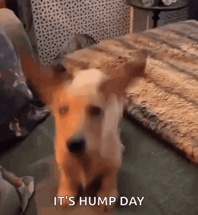 Dog Next To Bed Saying It's Hump Day GIF