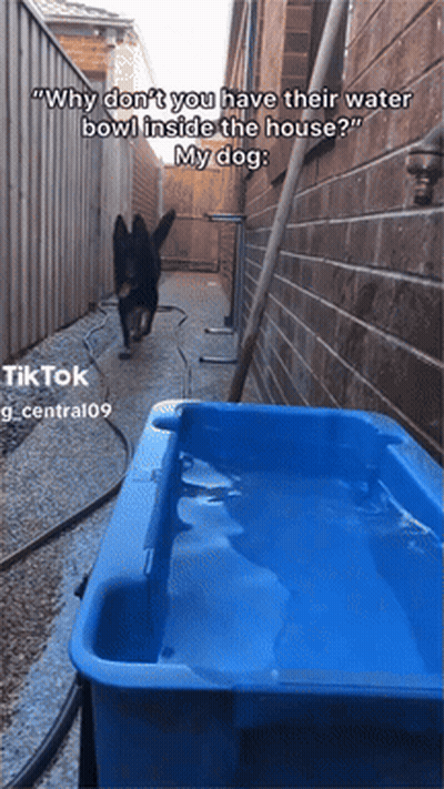 Dog Next To Blue Water Bowl Saying Why Don't You Have Their Water Bowl Inside The House GIF