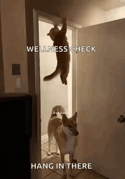 Dog Next To Cat Hanging From Door Saying Wellness Check Hang In There GIF