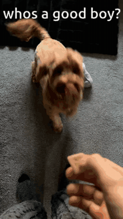 Dog Next To Person Saying Whos A Good Boy GIF