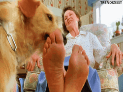 Dog Nipping Woman's Feet GIF