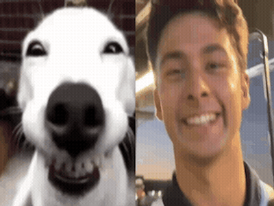 Dog Nose And Man Face Close Up GIF