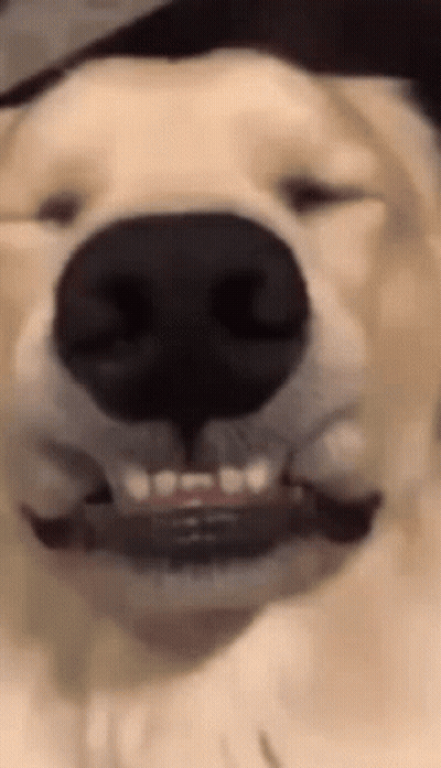 Dog Nose And Mouth Open Close-Up GIF