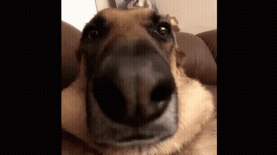 Dog Nose Close Up GIF