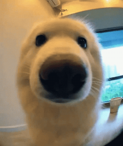Dog Nose Close Up Fisheye Lens