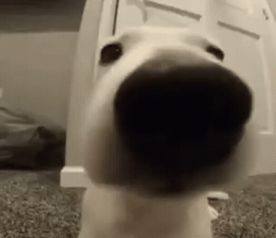 Dog Nose Close Up Looking At Camera GIF