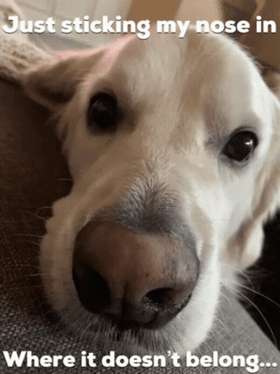 Dog Nose Just Sticking In GIF