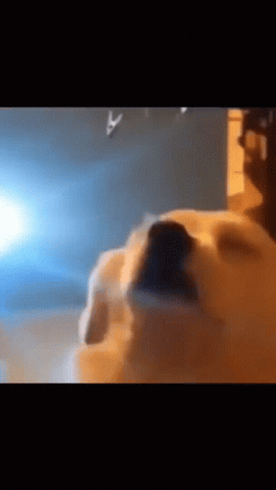 Dog Nose With Blue Light Behind GIF