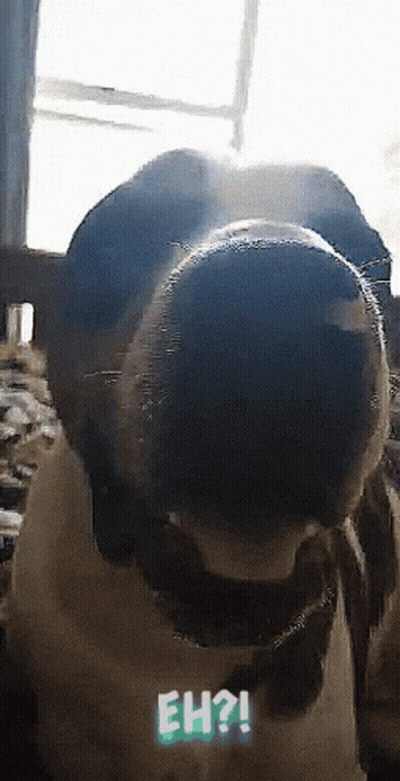 Dog Nose With Eh Question GIF