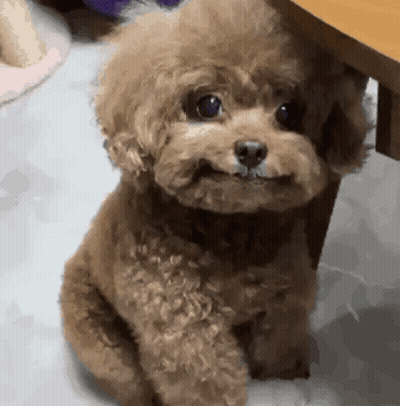 Dog Nose With Flowers On Face GIF