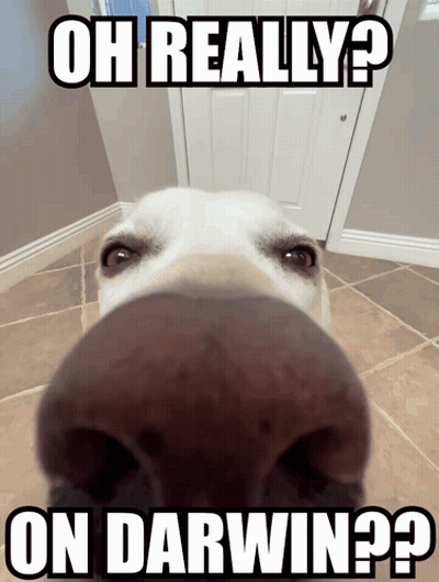 Dog Nose With Oh Really Text GIF