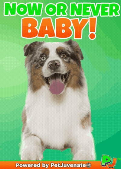 Dog Now Or Never Baby GIF