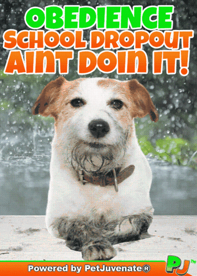 Dog Obedience School Dropout Poster GIF