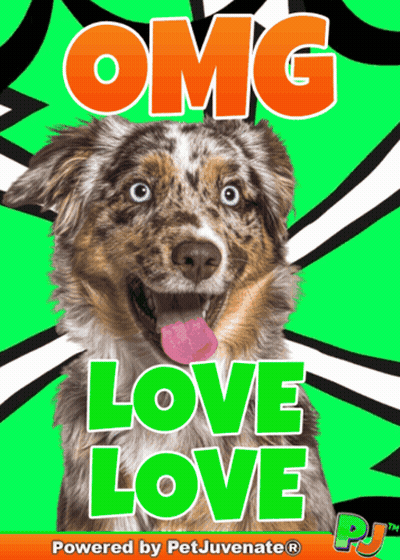 Dog Omg Love Love GIF