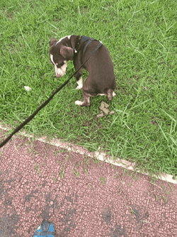 Dog On A Leash Excreting Poop GIF