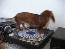 Dog On A Spinning DJ CD Player GIF