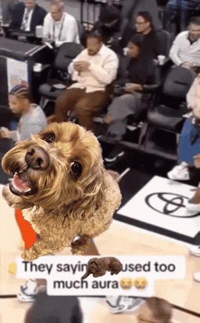 Dog On Basketball Court Saying They Saying Used Too Much Aura GIF