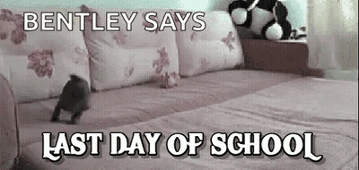 Dog On Bed Bentley Says Last Day Of School GIF