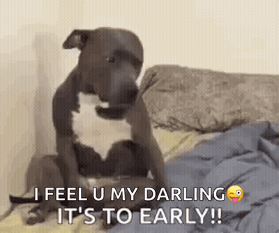 Dog On Bed: I Feel U My Darling GIF