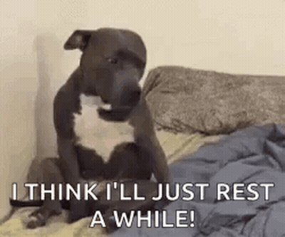 Dog On Bed Looking At Camera GIF
