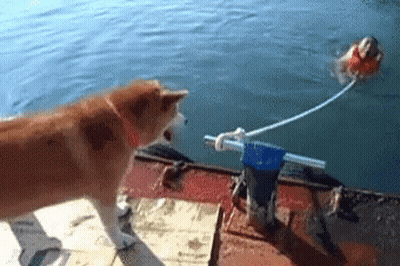 Dog On Boat Looking At Man In Water GIF