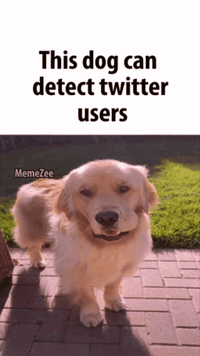 Dog On Brick Sidewalk Detecting Twitter Users GIF