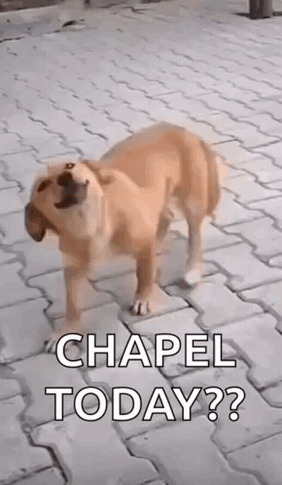 Dog On Brick Sidewalk Saying Chapel Today GIF