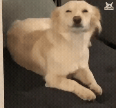 Dog On Couch Eyes Closed Looking At Camera GIF