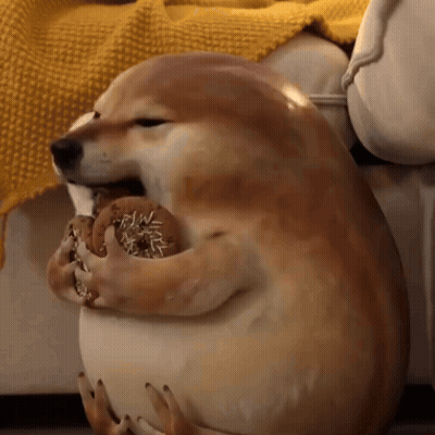 Dog On Couch Holding Donut GIF
