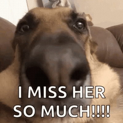 Dog On Couch Looking At Camera GIF