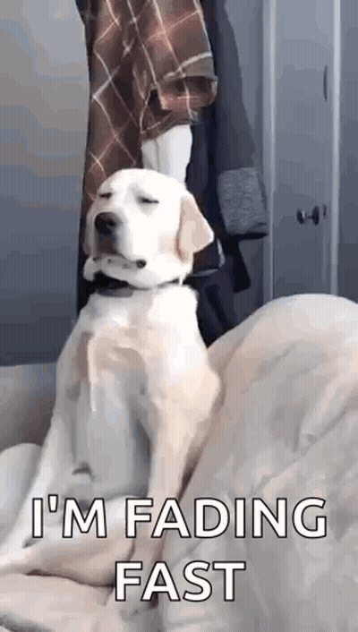 Dog On Couch With Closed Eyes And Person Behind GIF