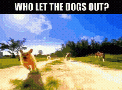 Dog On Dirt Road Saying Who Let The Dogs Out GIF