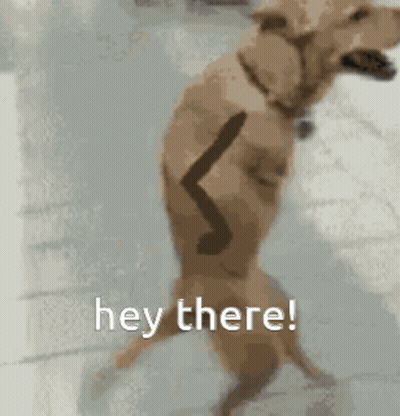 Dog On Hind Legs Saying Hey There GIF