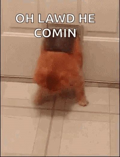Dog On Hind Legs Saying Oh Lawd He Comin GIF