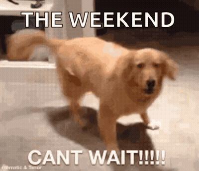 Dog On Hind Legs The Weekend Cant Wait!!! GIF