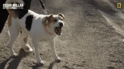 Dog On Leash Cesar Millan Better Human Better Dog GIF
