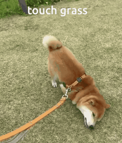 Dog On Leash Laying On Grass Saying Touch Grass GIF